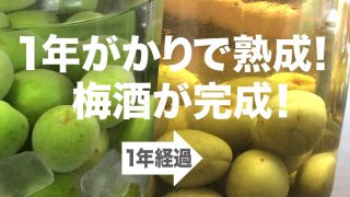1年がかりで熟成!梅酒が完成!