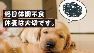 終日体調不良 休養は大切です。